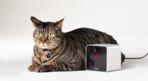 petcube-kapak